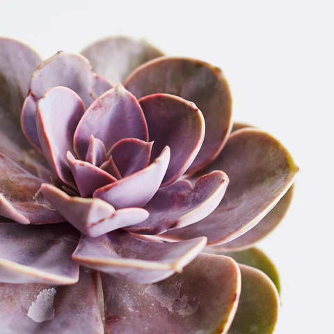 Small Succulent
