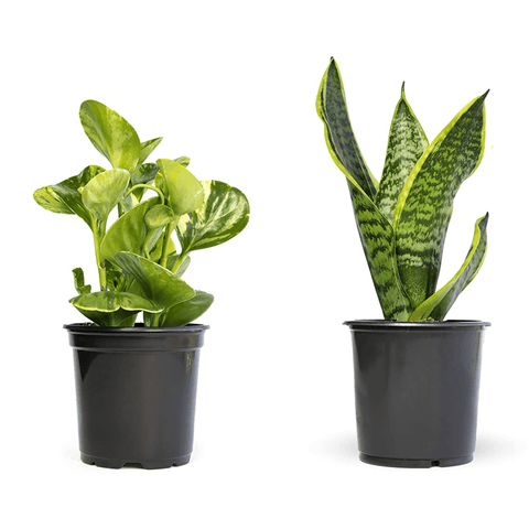MONTHLY PLANT SUBSCRIPTION (12 MONTHS)