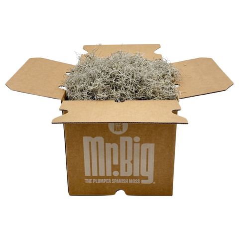 Premium Spanish Moss