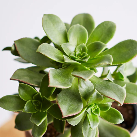 Small Succulent
