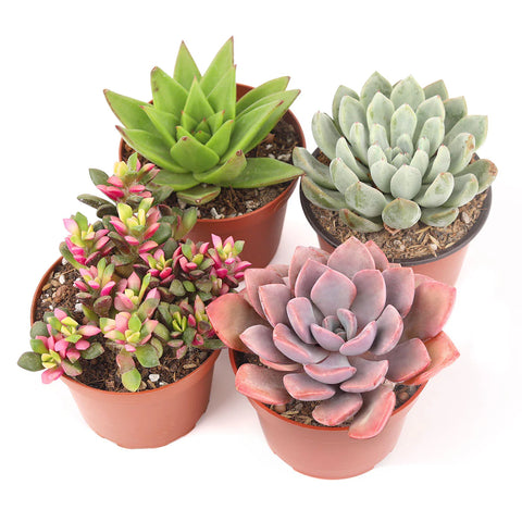Small Succulent