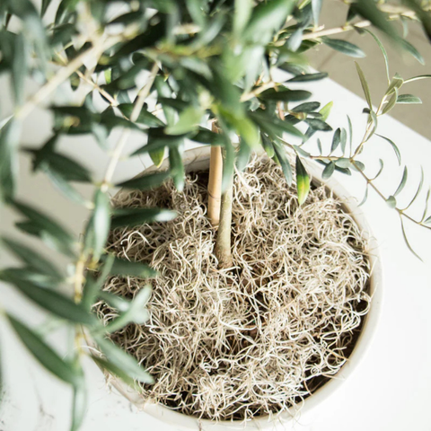 Premium Spanish Moss