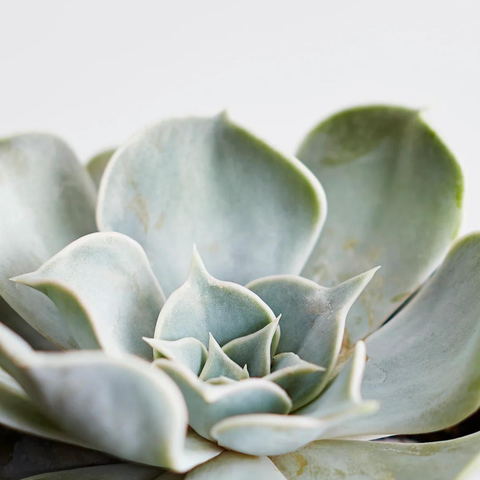 Small Succulent
