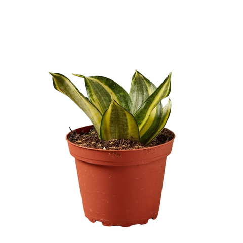 4" Snake Plant 'Rare Favorite Gold'