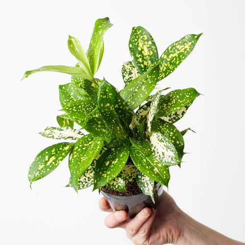 4" Florida Beauty Plant (Dracaena surculosa)