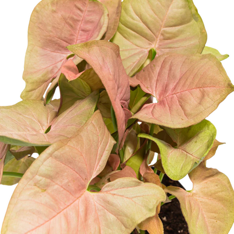 Arrowhead Pink Butterfly (Syngonium)