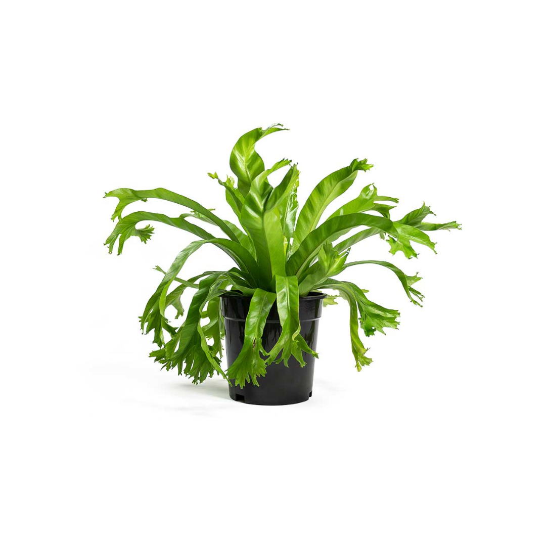 crissie bird nest fern 6" Bird's Nest Fern 'Chrissie' (Asplenium nidus 'Chrissie')