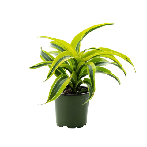 Dracaena ‘Lemon Surprise’