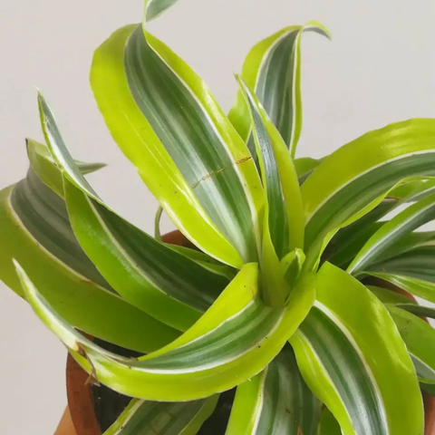 Dracaena ‘Lemon Surprise’