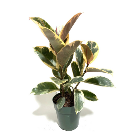 Ficus elastica 'Tineke' – Variegated Rubber Tree