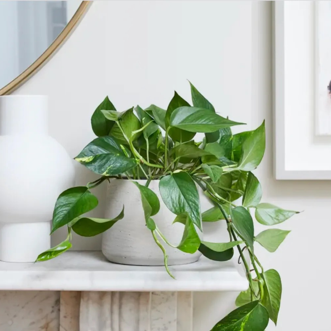 gouden pothos Golden Pothos