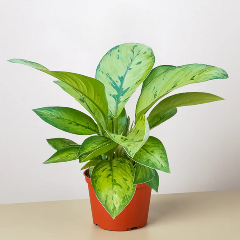 Homalomena ‘Selby’