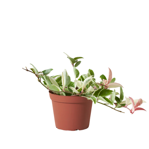 Hoya Carnosa Tricolor