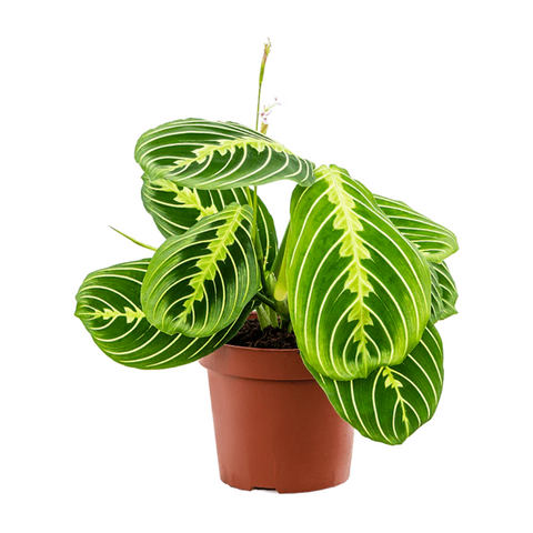 Lemon Lime Maranta