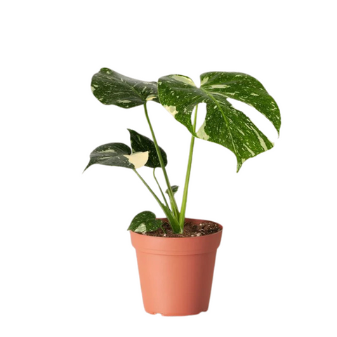 6" Monstera Thai Constellation