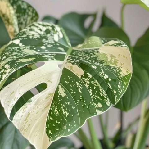 6" Monstera Thai Constellation
