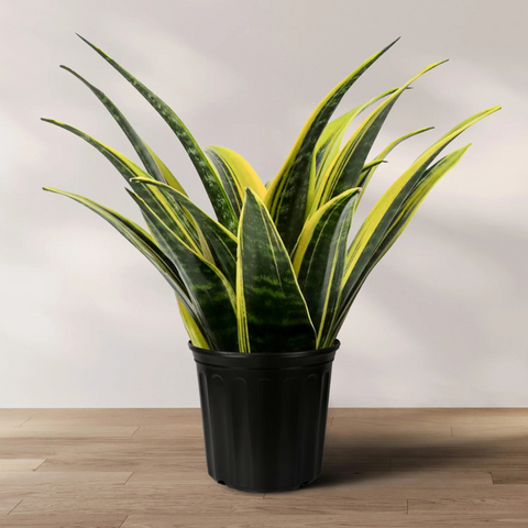 6" Sansevieria ‘Golden Flame’