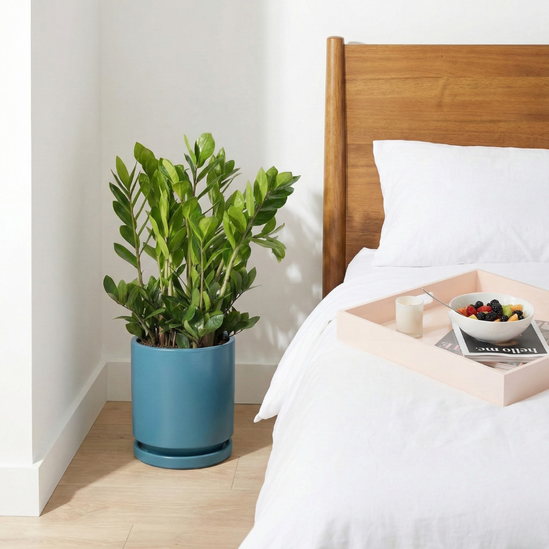 zz plant bedroom ZZ Plant (Zamioculcas zamiifolia)