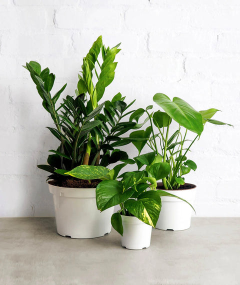 New Plant Parent Starter Kit (Online Only)