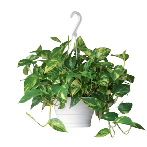 Golden Pothos