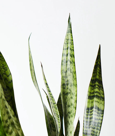 New Plant Parent Starter Kit (Online Only)