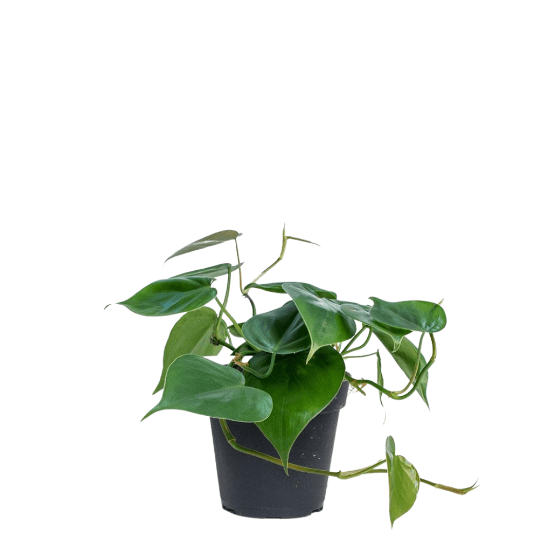 dark green heartleaf philodendron Heartleaf Philodendron 3" Heartleaf Philodendron