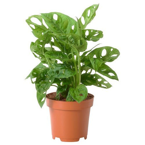 Monstera Adansonii (Swiss cheese) - The Botanical Bar