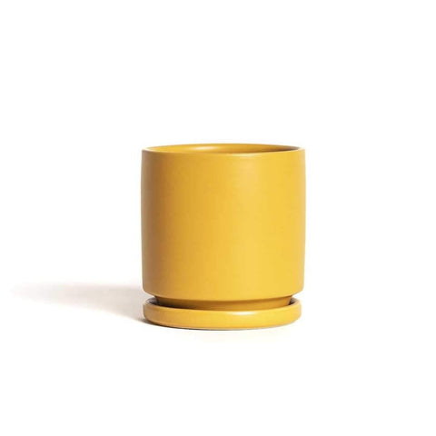 Mustard