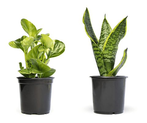 New Plant Parent Starter Kit (Online Only)