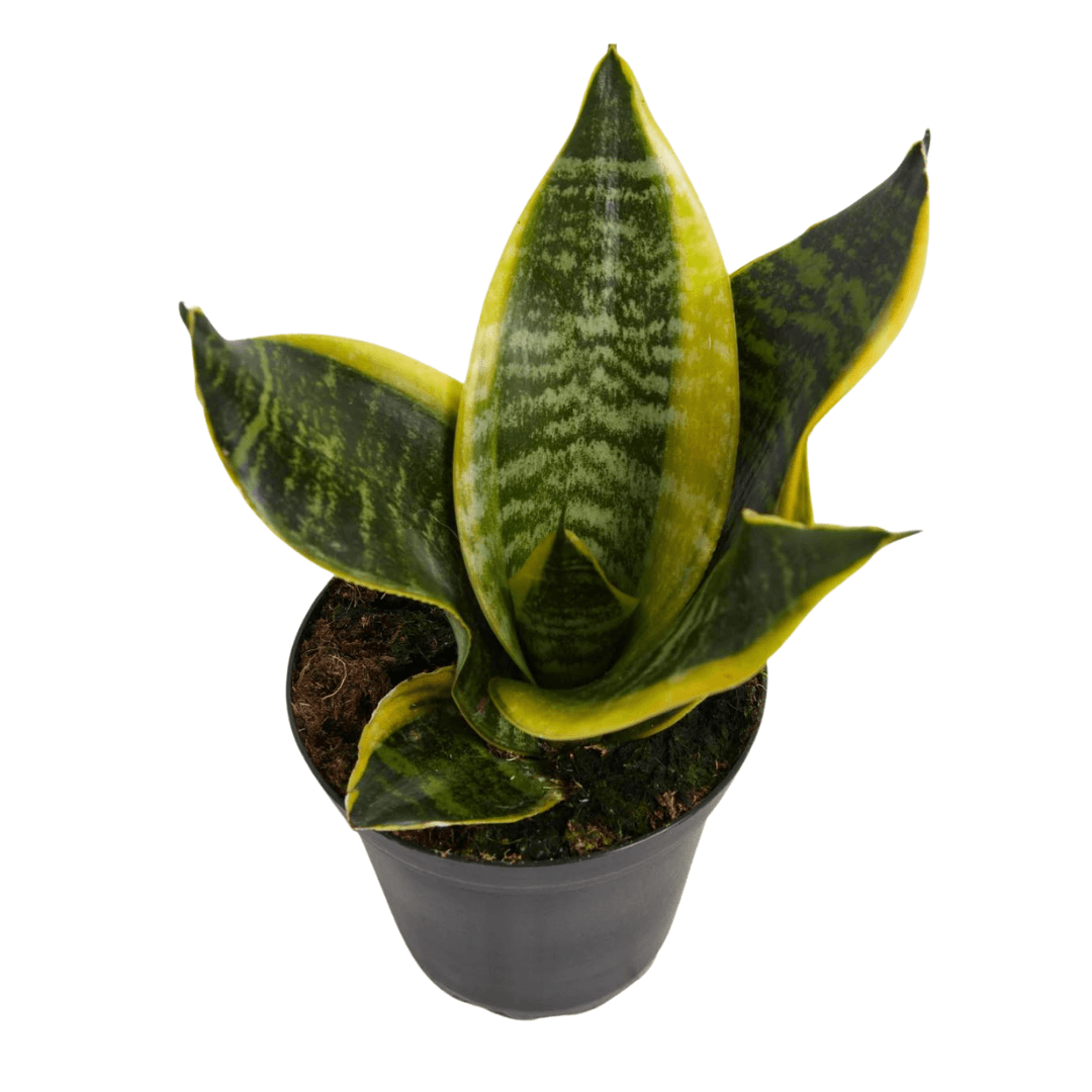 snake plant superba Sansevieria Superba (Snake Plant)