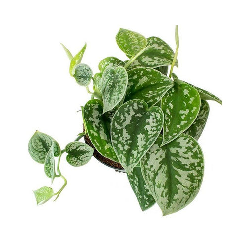 Satin Pothos (Silver Pothos) - The Botanical Bar