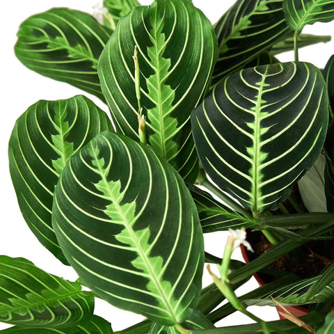 Lemon Lime Maranta