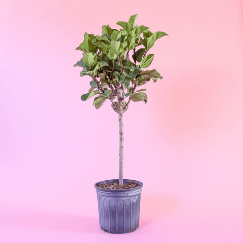 Plant Care for Fiddle Leaf-Fig