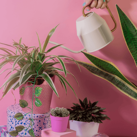 12 Best Gifts for Plant Lovers - 2022