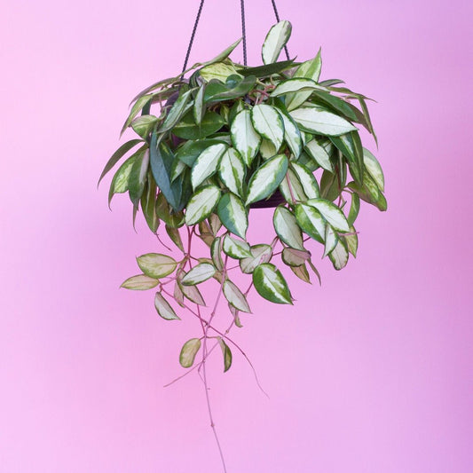 How to care for a Hoya Tricolor