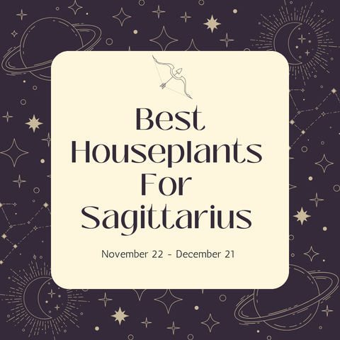 Houseplants for Sagittarius: The Perfect Green Companions for Adventurous Souls