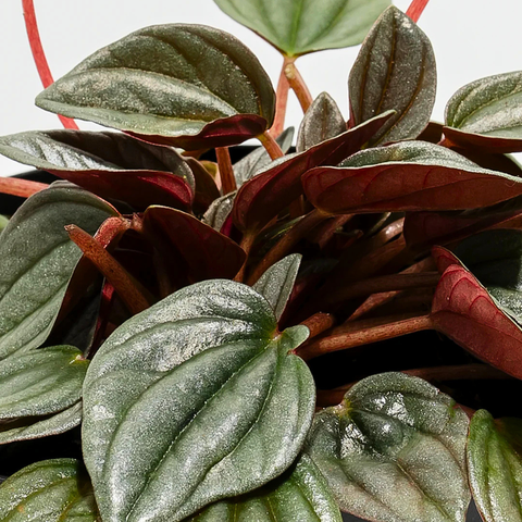 4 Pet-Friendly Peperomias to Add to Your Plant Collection