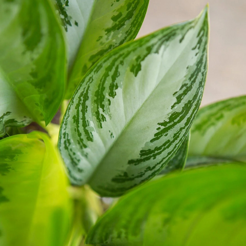 4 Plants to Bring Good Energy into Your Space for the New Year