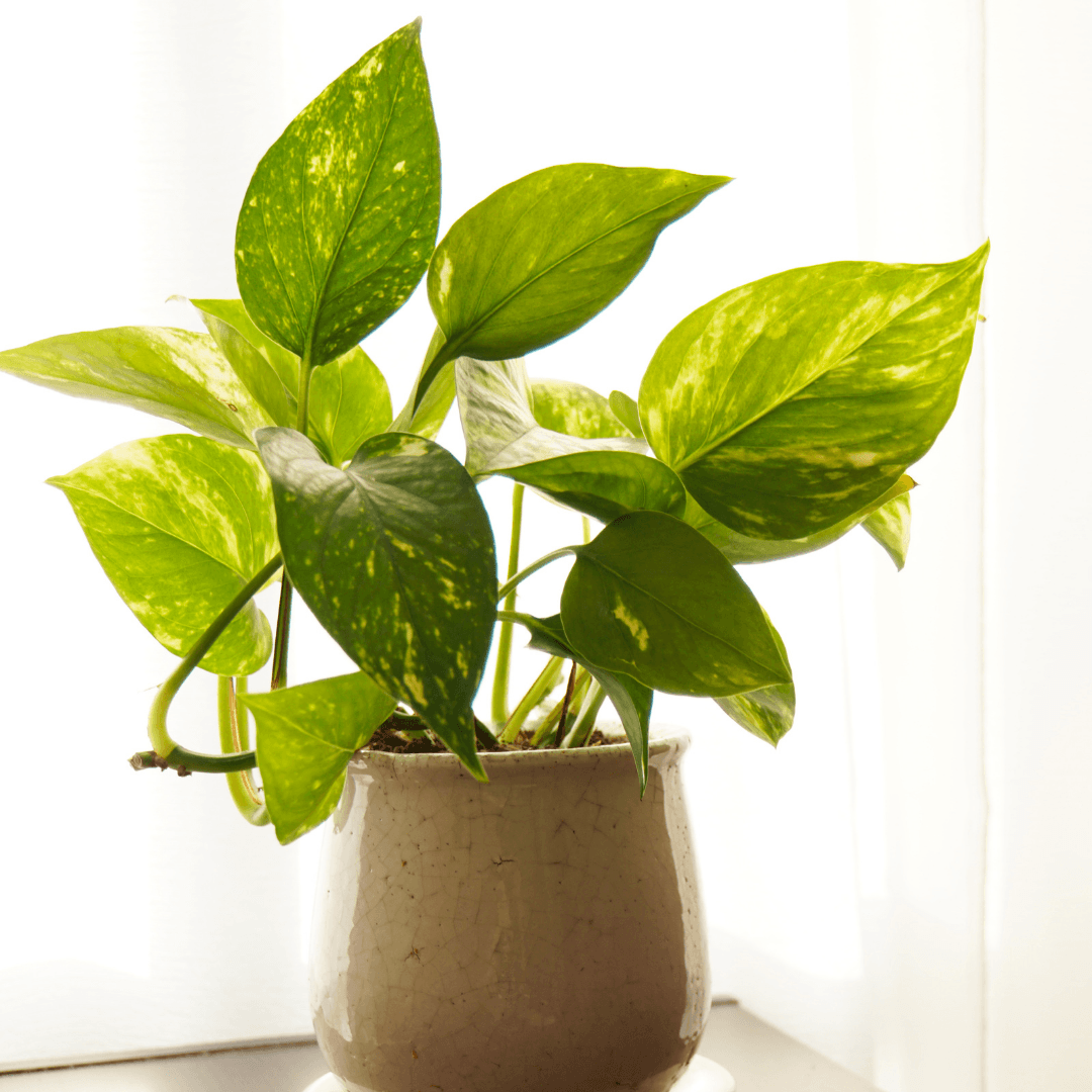 5 Best Low-Maintenance Indoor Plants