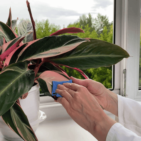 5 Common Houseplant Pests and How to Prevent Them