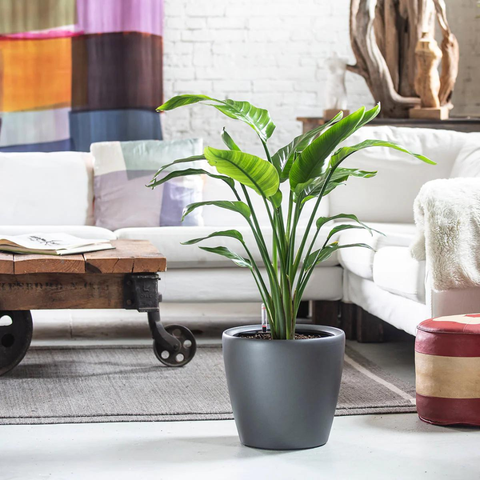 5 Houseplants That Can Actually Handle Direct Sunlight