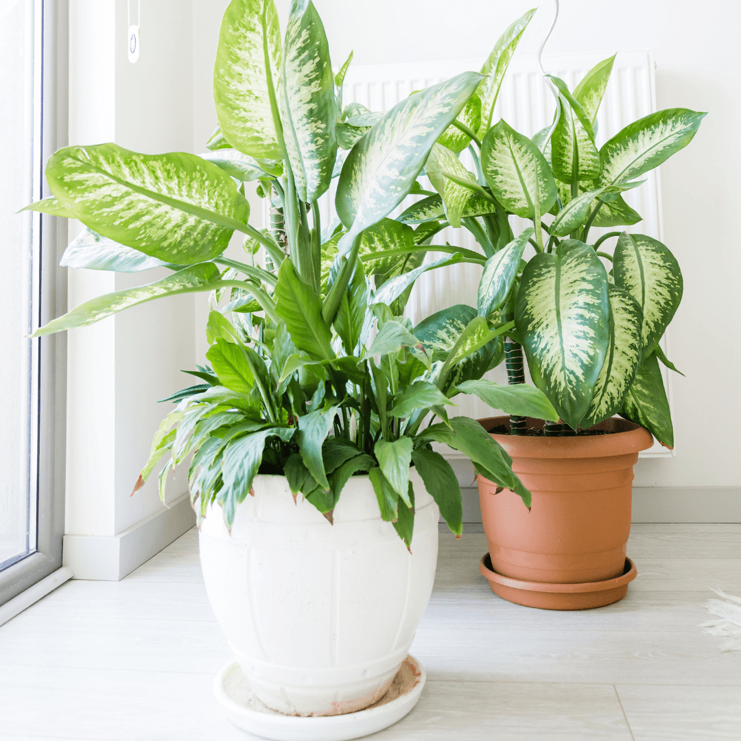 5 Summer Plant Care Tips & Tricks for Houseplants