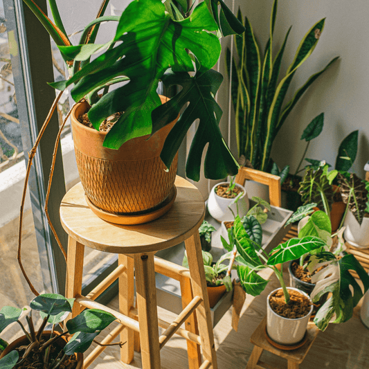5 Tips for Keeping Your Houseplants Healthy During the Fall