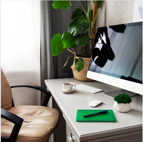 5 Ways Office Plants Boost Employee Productivity (And How to Get Started)