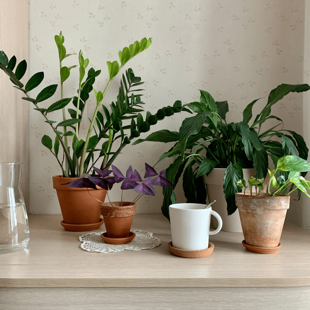 8 Low-Maintenance Indoor Plants for Busy Plant Lovers