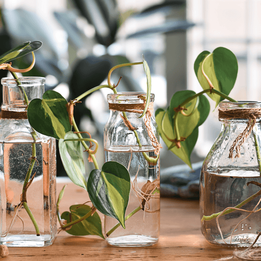 A Beginner's Guide to Easily Propagate Houseplants: Growing, Water Propagation, and Best Methods