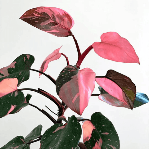 How to Care for a Pink Princess Philodendron and Enhance its Pink Coloration