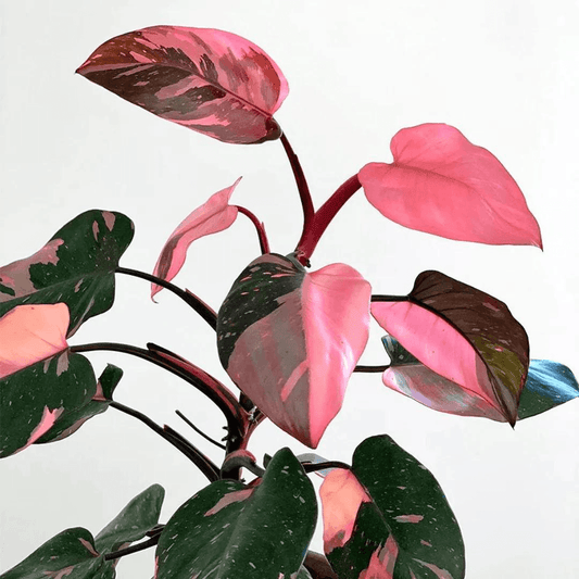 A Comprehensive Guide: How to Care for a Pink Princess Philodendron and Enhance its Pink Coloration