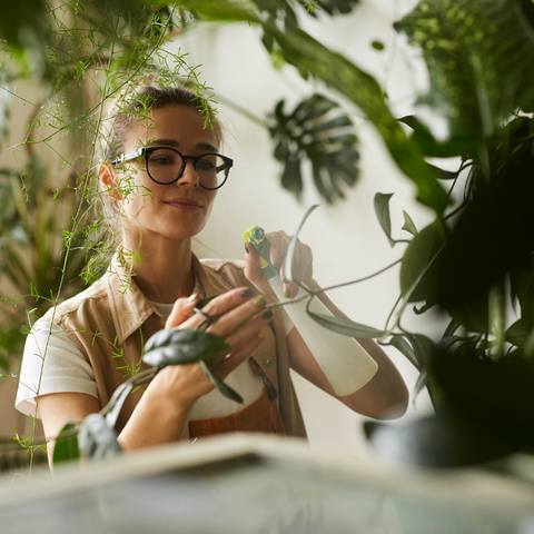A Green Thumb's Guide: Mastering Basic Houseplant Care for Thriving Indoor Gardens