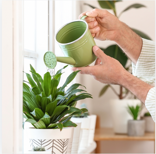 A Guide To Take Care of Your HousePlants in Extreme Heat